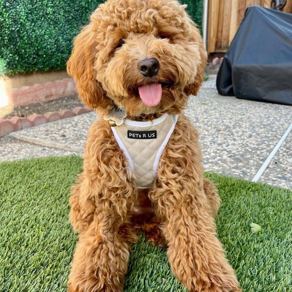 PETsRUS Step In Vest Dog Harness Quilted Vegan Leather Breathable Mesh Taupe - Picture 6 of 8